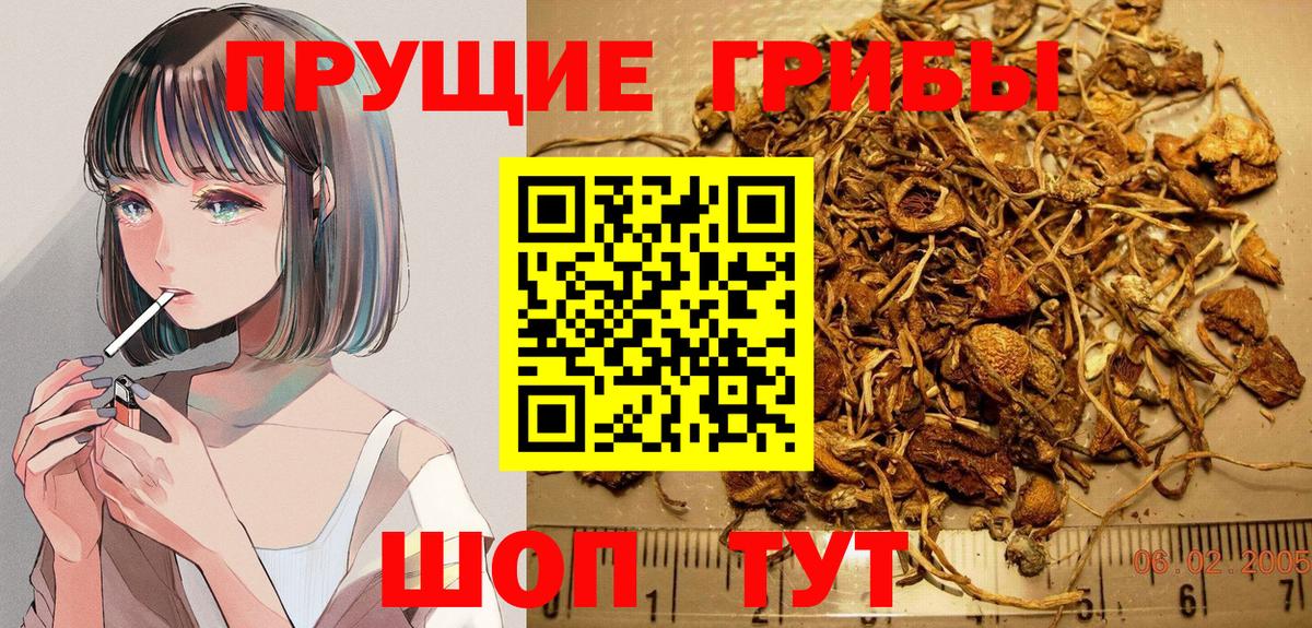 Гатчина  Псилоцибиновые грибы Psilocybine cubensis  Вход с VPN 